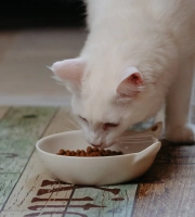 Cat_white cat eating_indoor_alone_advice