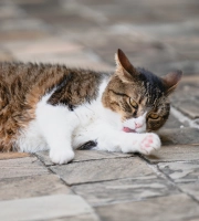 Cat_licking its paw_outdoor_alone_advice